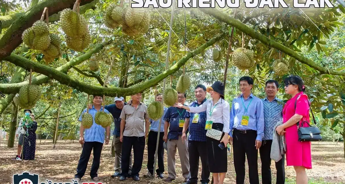 Giá sầu riêng Đắk Lắk có nguy cơ quá cao và hệ lụy từ nó